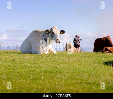 Kühe grasen auf Firle Beacon Spätsommer, East Sussex, Großbritannien Stockfoto