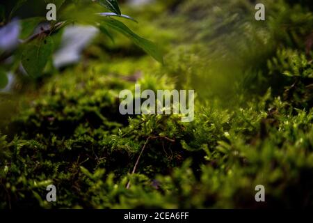 In der Nähe von Moos im Wald Stockfoto