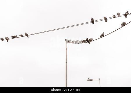 Von unten viele Tauben sitzen auf elektrischen Drähten und wolkigen Himmel in Porto, Portugal Stockfoto