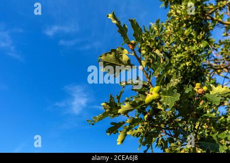 Eichenzweig mit grünen Reifeakörnen am Sommertag. Eichenzweig mit Eicheln gegen den Himmel. Stockfoto