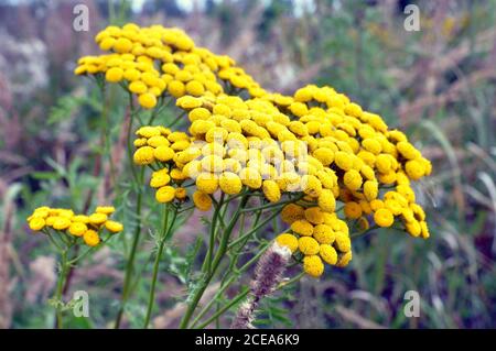 Tanacetum vulgare, gelbe Blüten von gewöhnlicher Tansy. Stockfoto