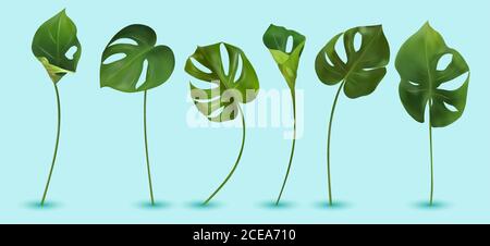 Monstera mit gespaltenem Blattwerk, das in freier Wildbahn wächst. Sechs grüne tropische Blätter auf blauem Hintergrund. 3D-realistisches Vektorsymbol. Stock Vektor