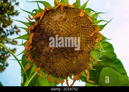 Ein Nahaufnahme Bild einer erwachsenen Sonnenblume, die auf den Boden zeigt. Das Bild unter der Blume zeigt Details der Samen, Blütenblätter Stockfoto