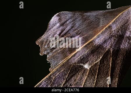 5 - Close up Teil der Pappel Hawk Motte Flügel. Ungewöhnliche Textur und lila Farbe. Reiner schwarzer Hintergrund und Kopierbereich. Kreative Lichtnutzung. Stockfoto