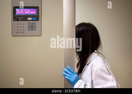 Eine Wissenschaftlerin mit weißem Labormantel und blauem Nitril Handschuhe öffnet die Tür der vollelektronischen 37 Grad Inkubator, um den Growt zu überprüfen Stockfoto