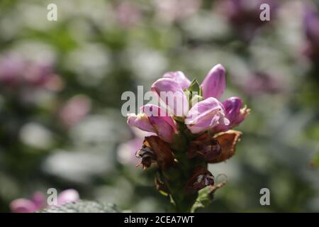 Turtlehead Blumen oder Chelone obliqua im Garten Stockfoto
