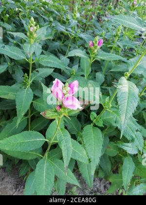 Turtlehead Blumen oder Chelone obliqua im Garten Stockfoto