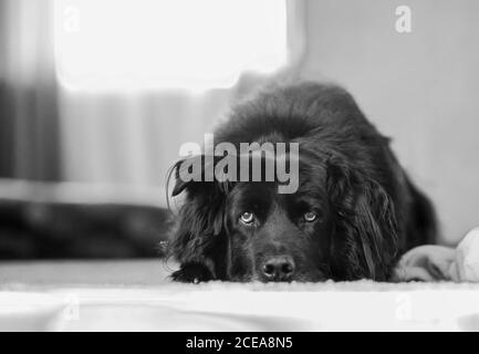 Großer schwarzer Hund, der auf dem Boden liegt und nach oben schaut Stockfoto