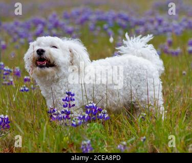 Happy Bichon Frise steht in einem Wildblumenfeld von Lupine, Blick nach oben, Mund offen Stockfoto