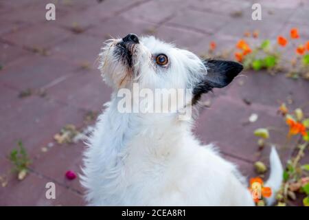 Kleiner weißer Terrier Hund, der hoffentlich aufschaut, weißes Fell, schwarze Ohren, braune Augen, verquietscht, flauschig, Gartenhintergrund, 3/4 Körper Stockfoto