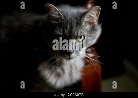 Graue flauschige Katze mit intensivem Blick in Halblicht, grünes Auge starrt direkt auf den Betrachter Stockfoto