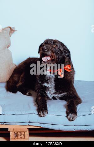 Hund am Boden liegend Stockfoto