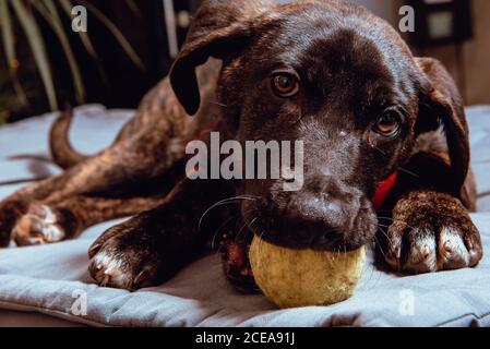 Nahaufnahme von adorable Schwarz junger Hund beißen Kugel sitzend auf Betten Stockfoto