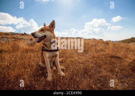 Schöner Hund ruht auf dem Land Feld Stockfoto