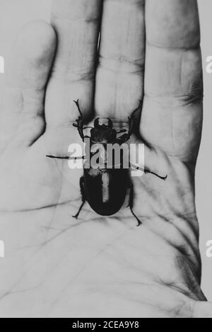 Schwarz und Weiß von oben große dunkle Bug auf Erntegut person Palm Stockfoto