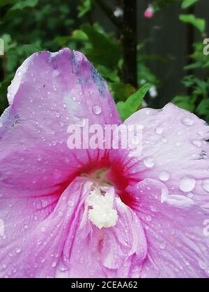 Nahaufnahme einer Hibiskusblüte mit Regentropfen Stockfoto
