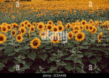 Landschaft von Sonnenblumen im Feld Stockfoto