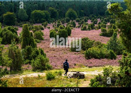 Blühende Heide, Besenheide und Wacholdersträucher, im Totengrund, im Naturschutzgebiet Lüneburger Heide, Niedersachsen, Deutschland, Stockfoto