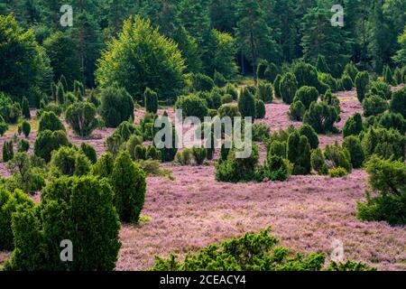 Blühende Heide, Besenheide und Wacholdersträucher, im Totengrund, im Naturschutzgebiet Lüneburger Heide, Niedersachsen, Deutschland, Stockfoto