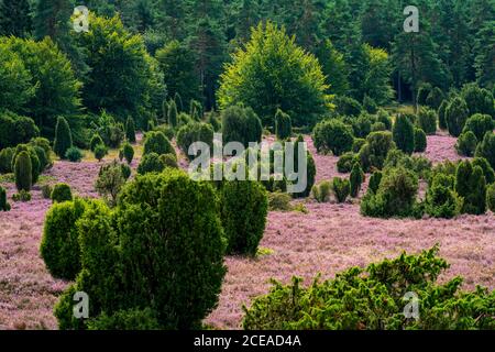 Blühende Heide, Besenheide und Wacholdersträucher, im Totengrund, im Naturschutzgebiet Lüneburger Heide, Niedersachsen, Deutschland, Stockfoto