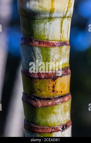 Palmenstammteile aus der Nähe Stockfoto