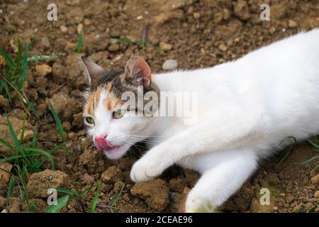 Nette weiße Kitty leckt ihre rosa Nase beim Liegen Auf dem Boden Stockfoto