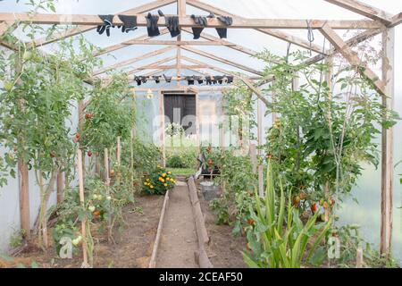 Verschiedene Blumen, die um schönes Treibhaus im grünen Garten wachsen Wunderschöne Landschaft Stockfoto