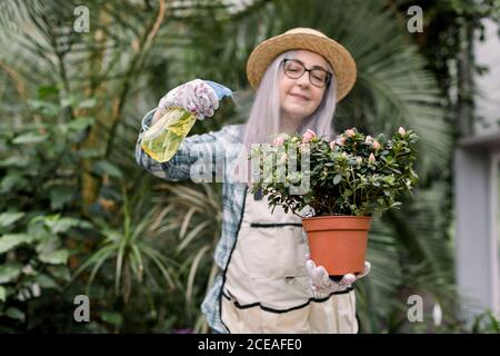 Gartenkonzept. Ältere Frau Gärtnerin in Gläsern, trägt Strohhut und Arbeitsschürze, sprühen schöne blühende Pflanze in Topf mit Sprüher Stockfoto