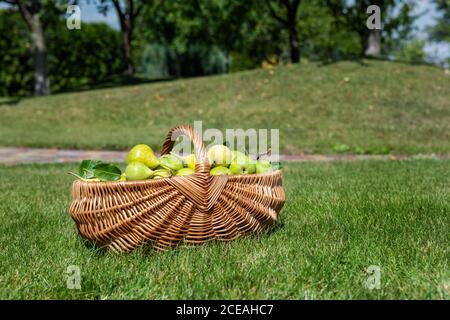 Viele reife saftige leckere Birne in handgefertigten Weidenkorb auf dem Boden grünen Rasen im Garten Obstgarten Obstgarten am hellen Herbst sonnigen Tag. Bio-Öko Stockfoto