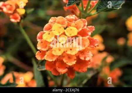 Lantana Nahaufnahme mit gelben, orange und roten winzigen Blüten und einem unscharf Hintergrund Stock frei Stockfoto