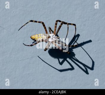 Gebänderte Gartenspinne, Argiope trifasciata oder gebänderte Orb Weaving Spider, weiblich, Rückenansicht, mit gruseligen Schatten. Stockfoto