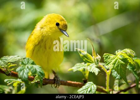 Gelbrohrsänger auf Nahrungssuche in den Dickichten Stockfoto