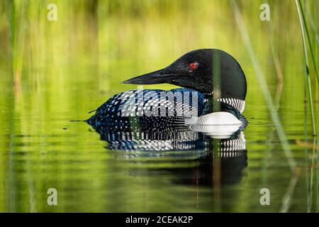 Gewöhnlicher Loon, der an der Oberfläche eines nördlichen Sees ruht. Stockfoto