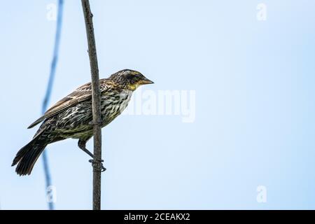 Weibliche RotflügelAmsel, die in einem Sumpfgebiet nach Nahrung jagt. Stockfoto