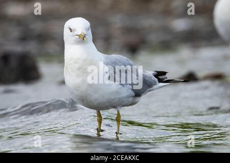 Ein Ring-billed, der auf einem Strand ruht Stockfoto