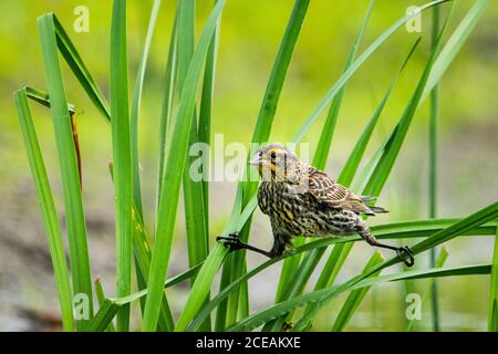 Weibliche RotflügelAmsel, die in einem Sumpfgebiet nach Nahrung jagt. Stockfoto