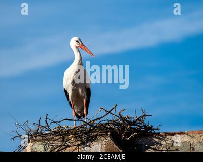 Storchenkolonie, geschützte Vogelarten Stockfoto