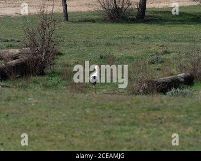 Storchenkolonie, geschützte Vogelarten Stockfoto