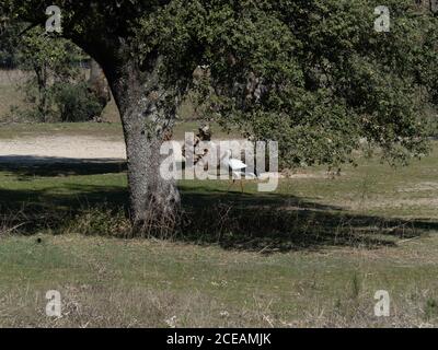 Storchenkolonie, geschützte Vogelarten Stockfoto