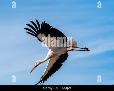 Storchenkolonie, geschützte Vogelarten Stockfoto