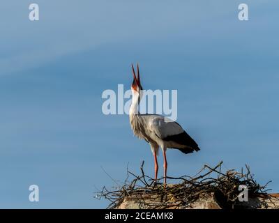 Storchenkolonie, geschützte Vogelarten Stockfoto