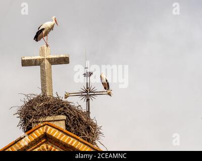 Storchenkolonie, geschützte Vogelarten Stockfoto