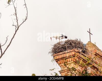 Storchenkolonie, geschützte Vogelarten Stockfoto