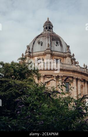 Blick auf die Radcliffe Camera Library in Oxford, UK, über den Baum, wieder den Himmel. Stockfoto