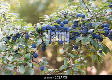 Schlehe wachsen und reifen auf einem Schlehdornbaum, Prunus Spinosa. Stockfoto
