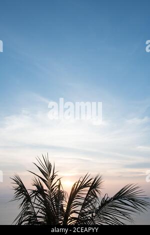 Palmenzweige und Sonnenuntergang über dem Meer auf der Insel Koh Phangan, Thailand. Stockfoto
