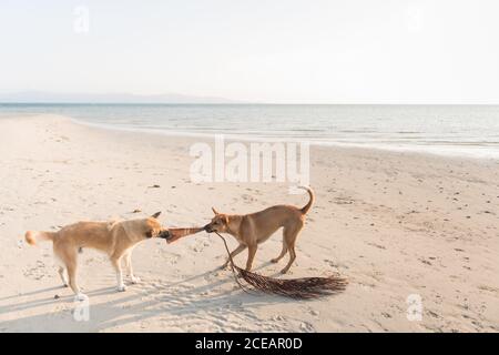 Zwei Hunde interagieren am sonnigen Sandstrand in Thailand. Stockfoto