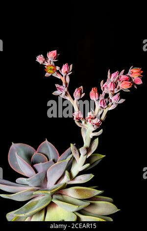 Echeveria Perle Von Nürnberg. Saftige Blüte. Stockfoto