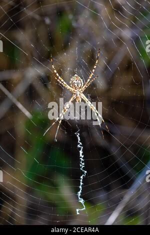 Details einer Tigerspinne (Argiope lobata) im Netz Stockfoto