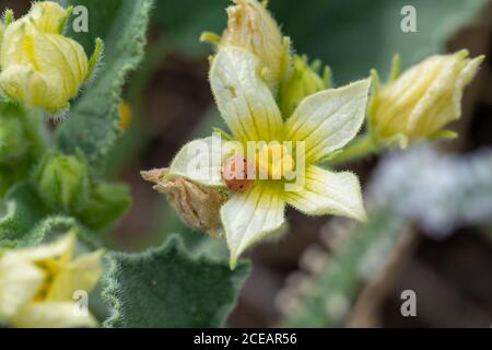 Melone Marienkäfer (Henosepilachna argus) Auf einer Blume eines 'Gherkin des Teufels' Stockfoto